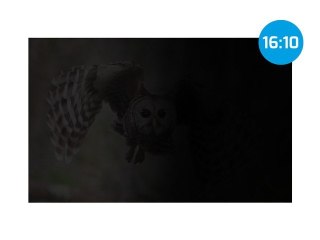 Natec Filtr prywatyzujący RODO Owl 14 cali 16:10