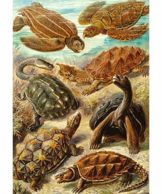 Cenega Publishing Puzzle Good Loot Imagination: Ernst Haeckel Chelonia - Żółwie morskie, 1000 elementów